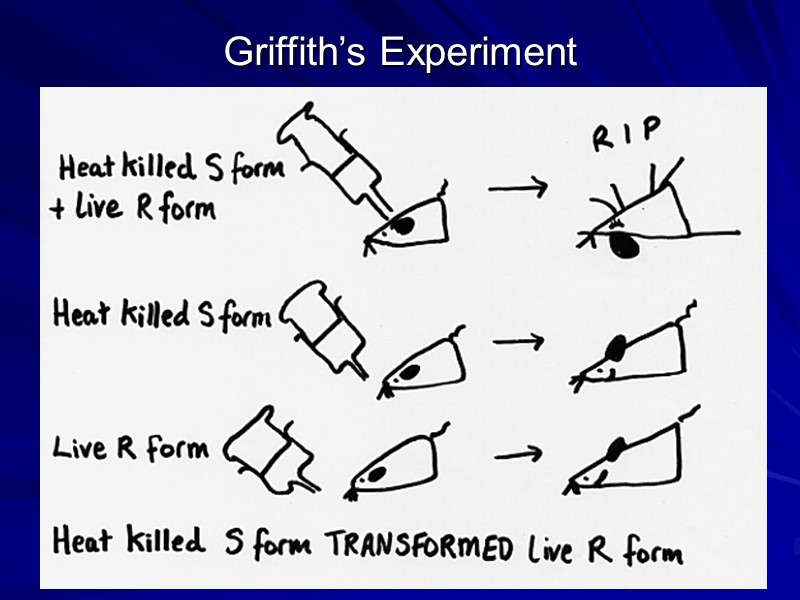 Griffith’s Experiment